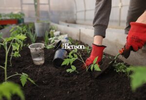 Read more about the article GARDENING FOR BEGINNERS